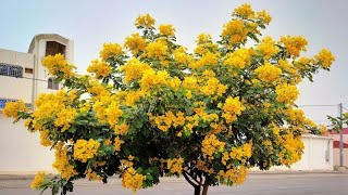 شجرة أكاسيا جلوكا المصرية الجميلة