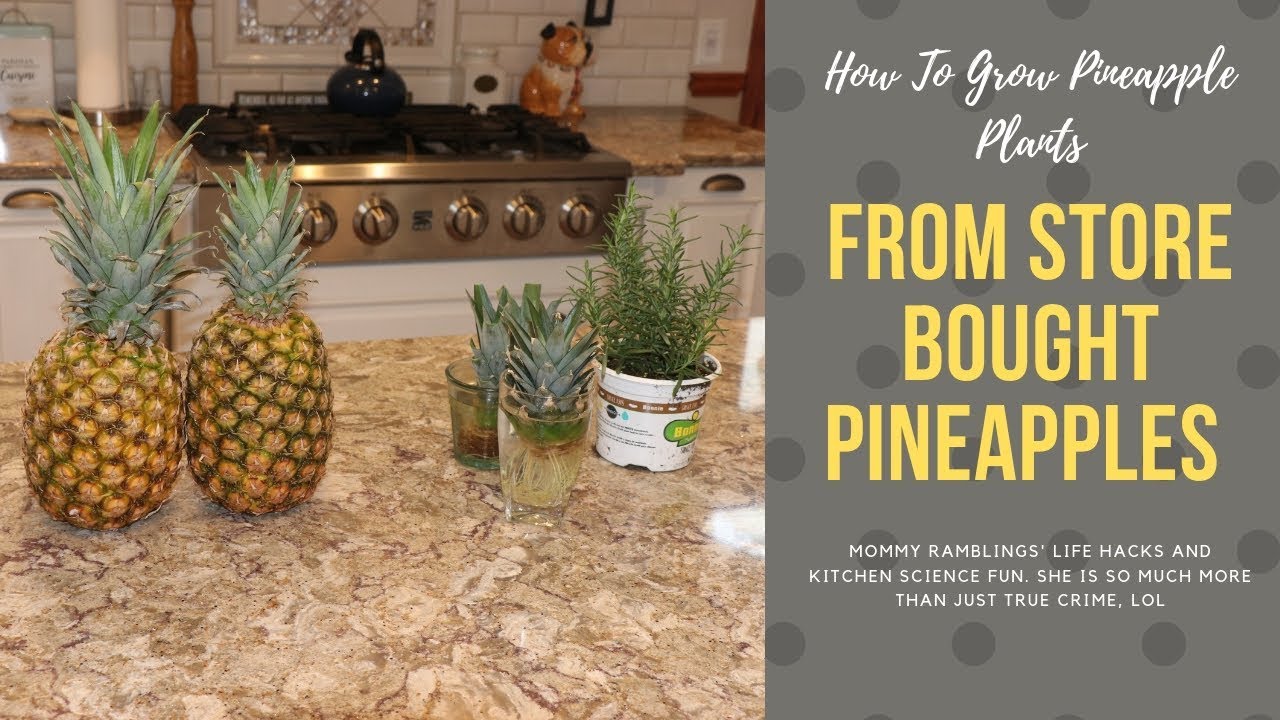 Best Way To Grow Pineapples From Store Bought Pineapples YouTube