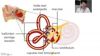 V5 | 15.1 + 15.2 Het middenoor en binnenoor (evenwichtszintuig en gehoorzintuig)