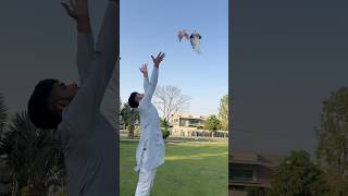 Pigeon videos #kabutarbazi #pigeon #bird #pigeons #kabotarbazi #shorts #ajpets #kabutar #love