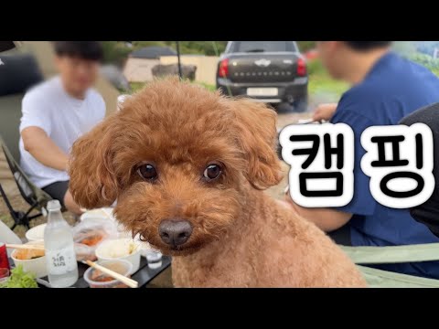 [브이로그 | vlog] 강아지와 캠핑🏕 | 캠핑 먹방 | 먹기만하는 하루 | 누가 주인공일까?