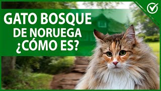 Gato Bosque de Noruega o Gato Vikingo  Características, Origen y Temperamento