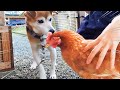 ニワトリのことが好き過ぎる犬と困惑するニワトリ【ニワトリ飼育】#35