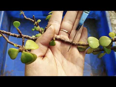 Jade Plant Leaves Yellowing and Falling | Jade Problems | Whimsy Crafter