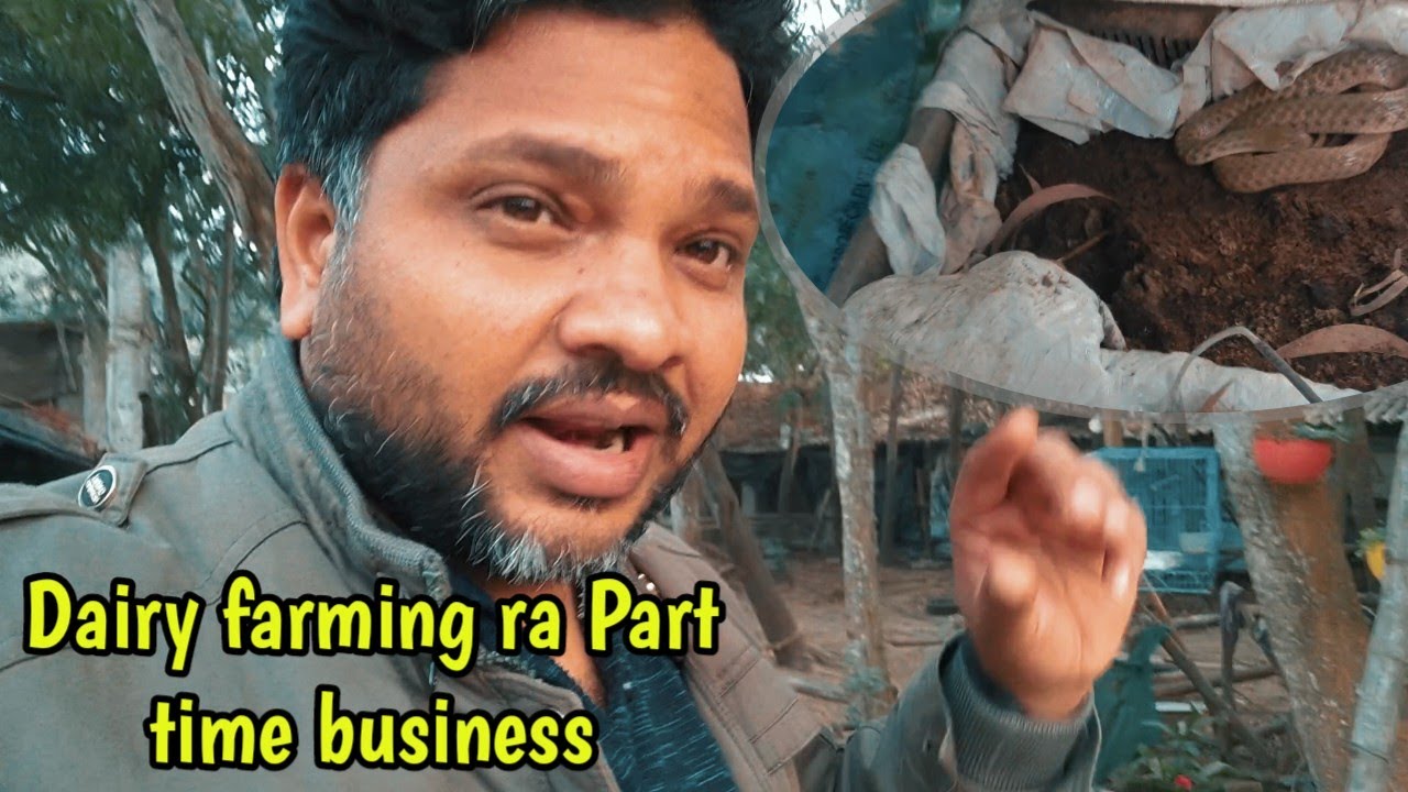 Dairy farming sahita karantu part time business | best business idea | part time business 
