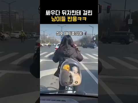싸우다 뒤차한테 걸린 냥이들 반응 ㅋㅋ thumbnail