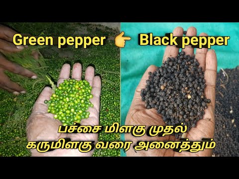 GREEN PEPPER TO BLACK PEPPER |  பச்சை மிளகு பறிப்பது முதல் கருப்பு மிளகு ஆகும் வரை |  TRENDING AGRI