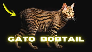 Bobtail japonés: Características físicas y cuidados