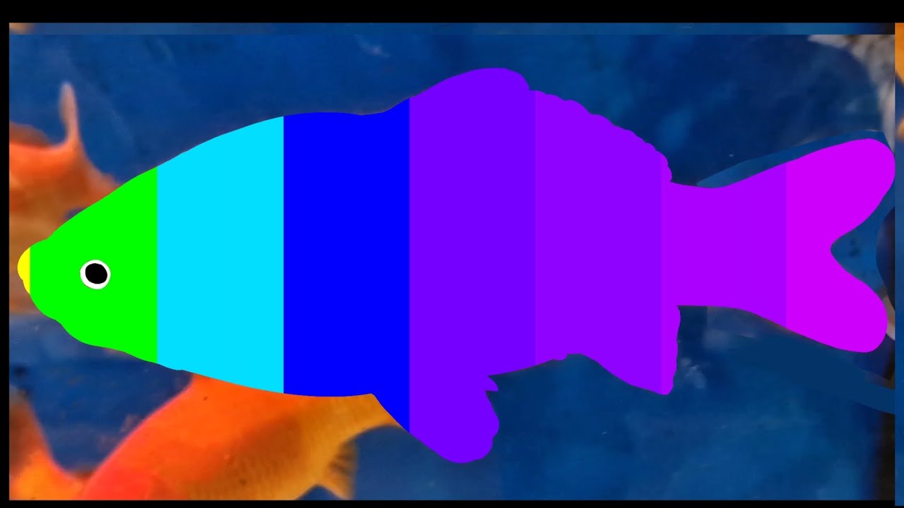 The Rainbow Disco Party Lichts Gold Fish Terrarium 