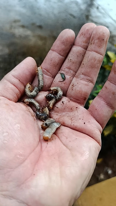 Worms be like: ‘This hand is luxury living!’ 🏠🪱