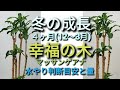 冬の幸福の木マッサンゲアナ　冬の４ヶ月間(12~３月)　お世話と成長