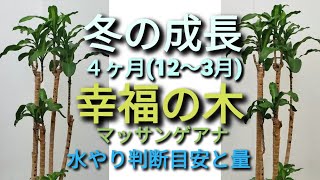 冬の幸福の木マッサンゲアナ　冬の４ヶ月間(12~３月)　お世話と成長