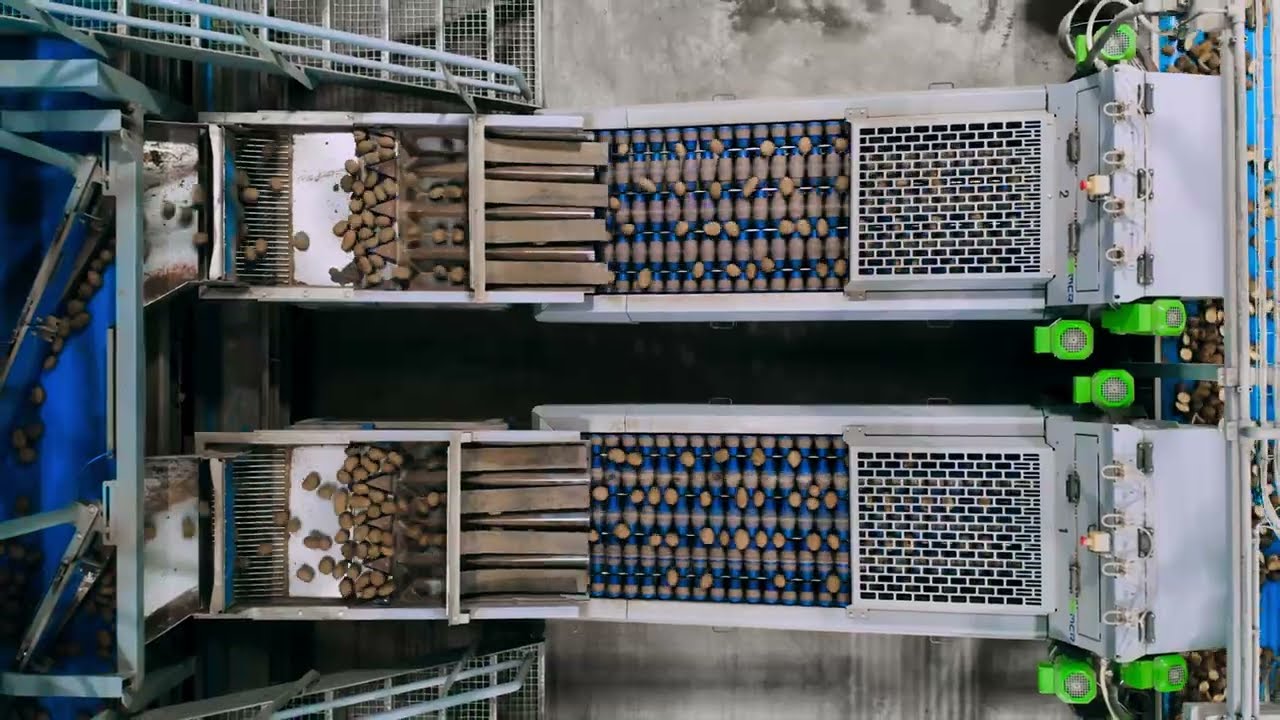 Volledig automatische aardappelsnijlijn | Aardappel pootgoed snijder | MCR Machinery