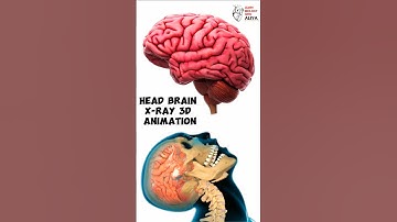 Head Brain X-Ray 3D Animation | #animation #3d #short | learn Biology with Aliya