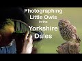 Photographing Little Owls in the Yorkshire Dales