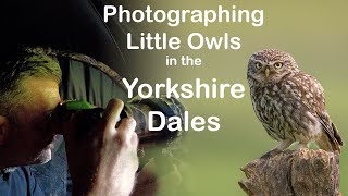 Photographing Little Owls in the Yorkshire Dales