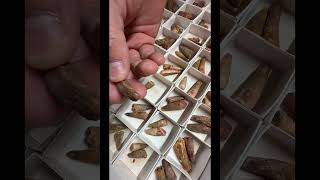The Spinosaurus mining bucket contains an authentic spinosaur tooth #dinosaur #fossil l