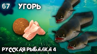 Русская рыбалка 4 - Угорь на Остроге, где высиживать трофея ?! [#67]