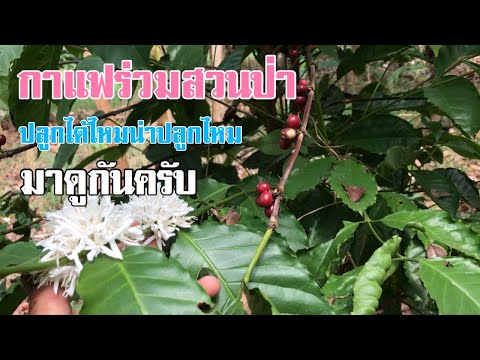 ปลูกกาแฟร่วมสวนป่า ปลูกได้ไหม น่าปลูกไหม [ดินแดนแห่งเสรีภาพ]