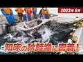 2023年最新映像!秋鮭漁の全てを見せます【第二十一北洋丸/知床斜里町の鮭漁師】