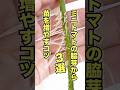 ミニトマトの脇芽から苗を増やすコツ3選 #家庭菜園 #トマト栽培 #芽かき