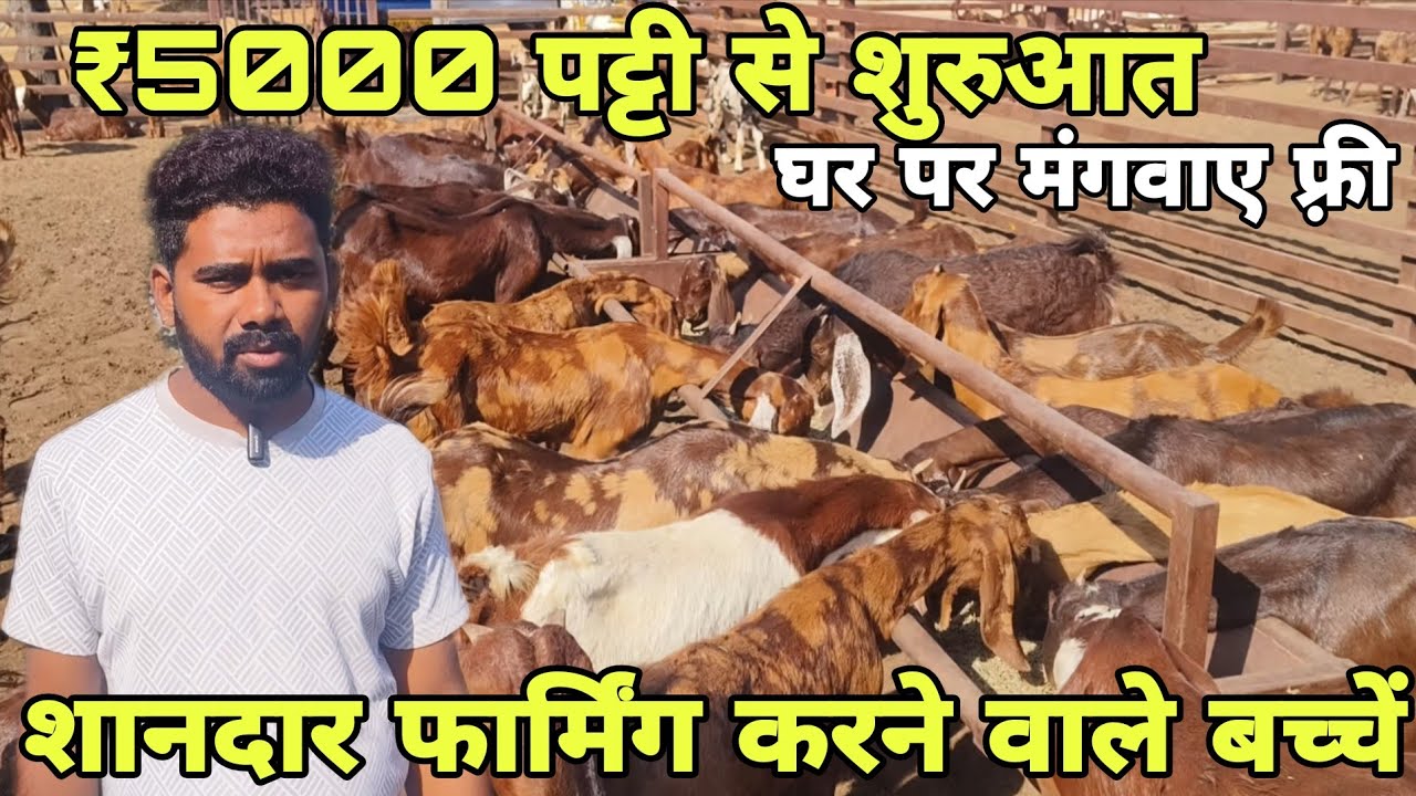 ₹5000 पट्टी से शुरुआत! 100 सिरोही, अजमेरी, गुजरी नस्ल के बच्चें! At visit pk goat farm Ajmer