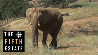 Sanctuary for the Toronto Zoo elephants  the fifth estate