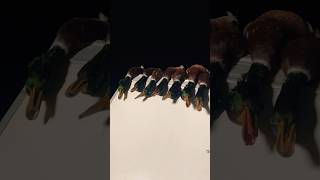 63 Bird Day Video Coming Soon