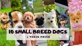 10 Small Breed Dogs and Their Price | Pug, Pomeranian, Shihtzu, Chihuahua, Beagle, Poodle, Dachshund by The Burgs 1,998 views 3 years ago 5 minutes, 29 seconds