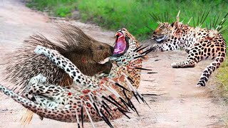 Deadly Prey! Foolish Leopards Were Stabbed To Death By Hundreds Of Thorns While Hunting Porcupine