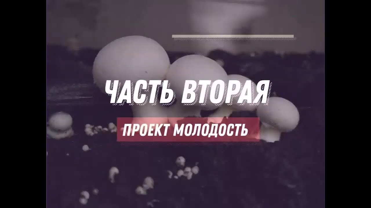 ⁣Шампиньоны личный опыт. Выращивание шампиньонов в домашних условиях.