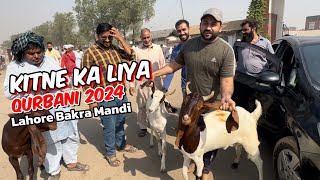 Kitne Ka liya | qurbani 2024 | makhi china rajanpuri Bakre | Lahore Mandi shahpur kanjra