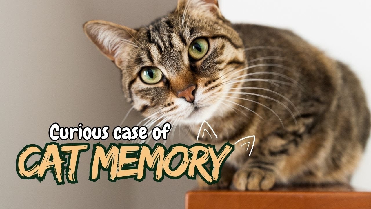 How Long Can a Cat Remember a Person? Memory Explained