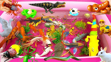 Sinh Vật Biển,Cá Mập,Ốc mượn Hồn,Cá 3 Đuôi,Bạch Tuộc,Cá Voi,Các Con Vật,Shark,Baby Shark#fish#animas