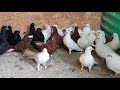 BAKI GÖYERCINLERI.Бакинские голуби линий Арунасa и Валдаса,2 гнездо