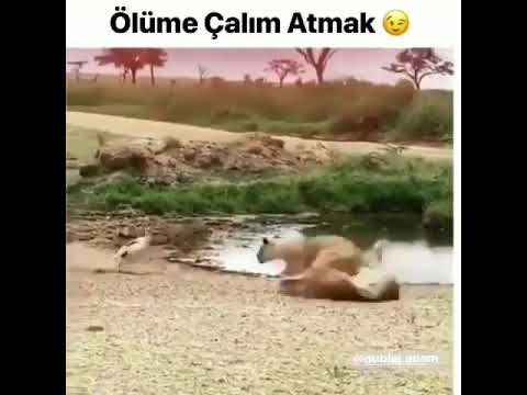 ÖLÜME ÇALIM ATMAK!