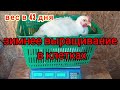 Морозы -26, а у меня бройлеры 🐔 Вес в 43 дня. Сколько теряет бройлер за сутки очищения перед забоем