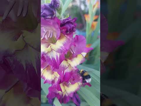 Video: Pidävätkö mehiläiset gladioleista?