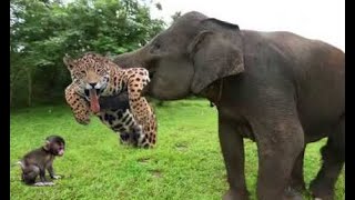 EXTREMELY RARE! ELEPHANT HERD RESCUE BABY MONKEY FROM ATTACK ANGRY LEOPARD