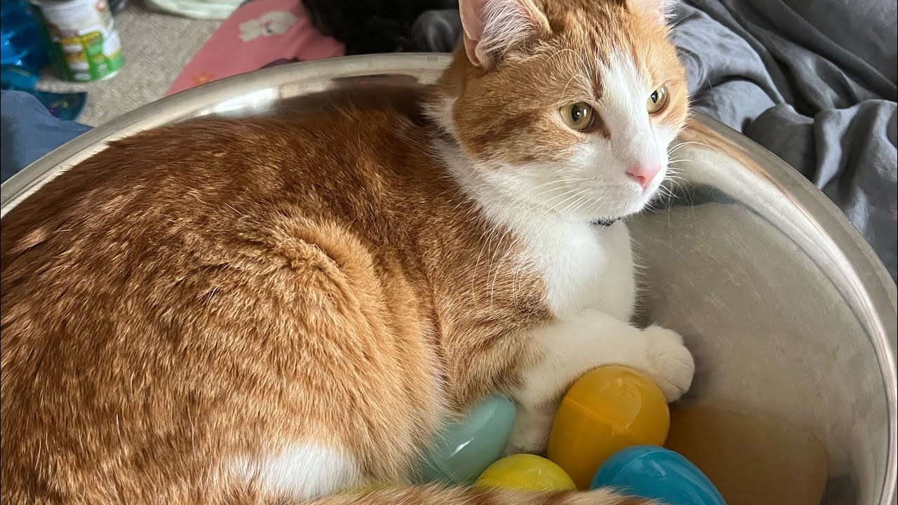 April KitNipBix unboxing with Atlas and Apollo