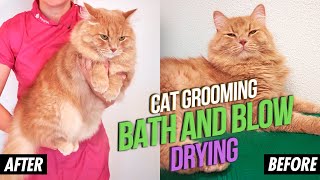 Cat Grooming: Siberian cat brushed, taking a bath cleaned and blow dried. Long-haired cat guidelines by Dream & Diamond Cats 5,034 views 4 years ago 10 minutes, 1 second