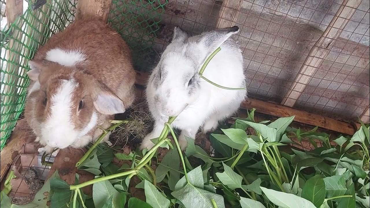 rabbit eating kangkong.. YouTube