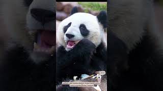 Fakta unik tentang "Panda" #anakindonesia #edukasi #anakpintar #hewan