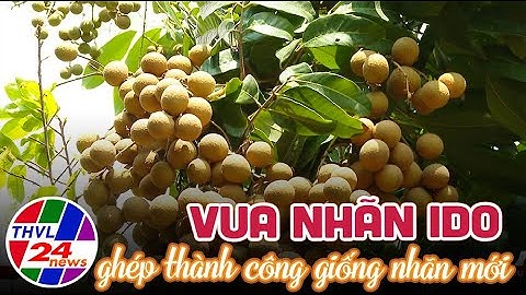 Vua nhãn Ido ghép thành công giống nhãn mới