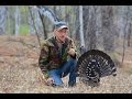 Смелый глухарь / Fearless western capercaillie