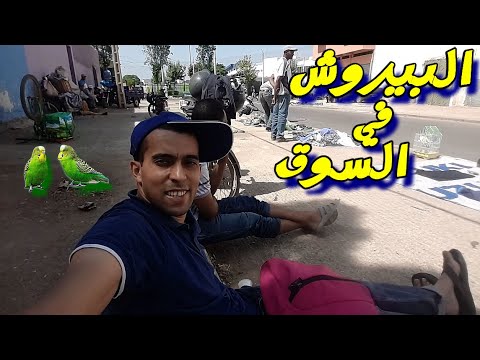 تجربة بيع العصافير في السوق  94