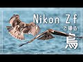 【作例大量】レトロなおしゃれカメラNikon Zfでも動体撮影はできるのか！鳥を撮ってみた！画面録画あり！