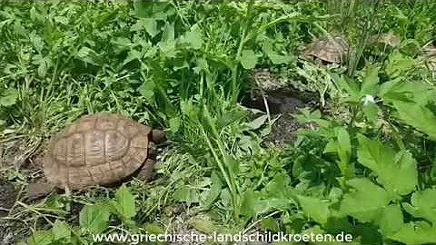 Sollte man Schildkröten alleine halten?