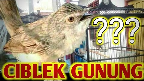 CIBLEK GUNUNG TEMBAK MATI AN - ISTIMEWA.#shorts