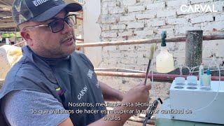 Capitulo 2 Aspiracion Folicular y Extraccion de Ovocitos en Vacas Donantes Gyr